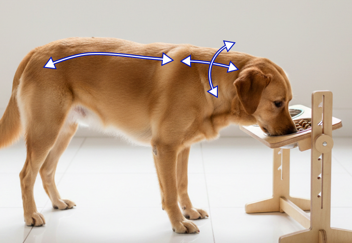 Beneficios Comederos Toku